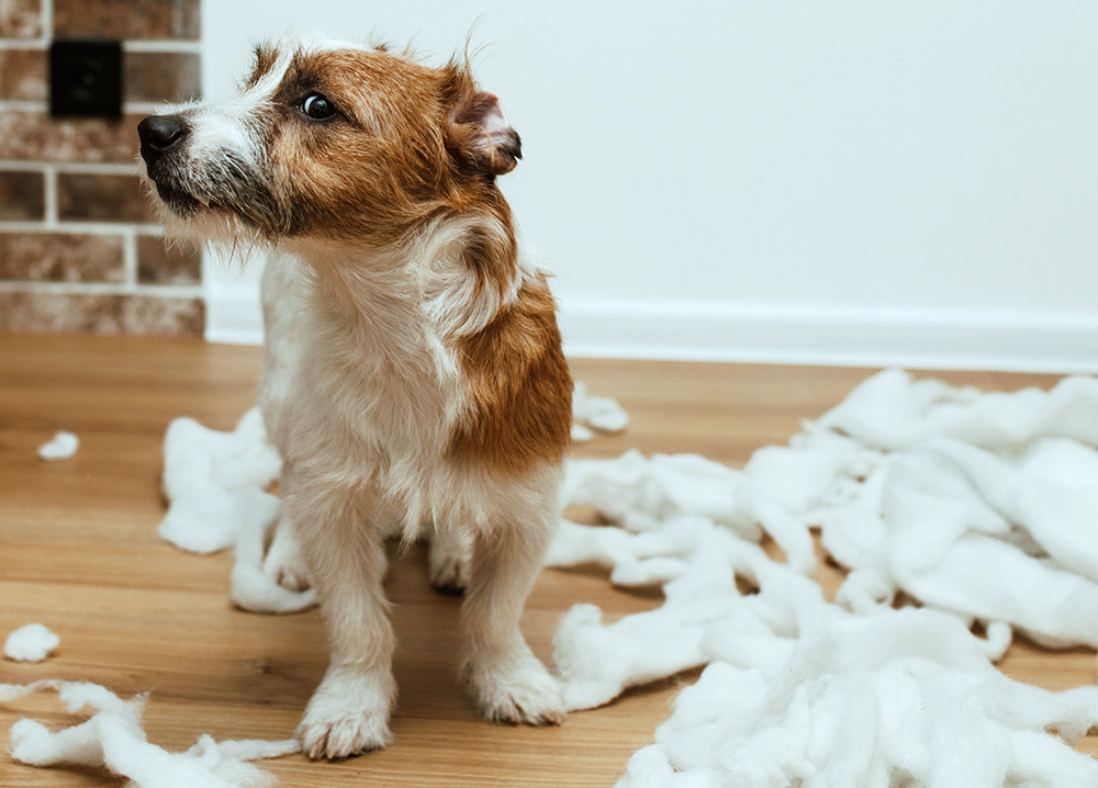Guilty Dog Destroyed Pillow