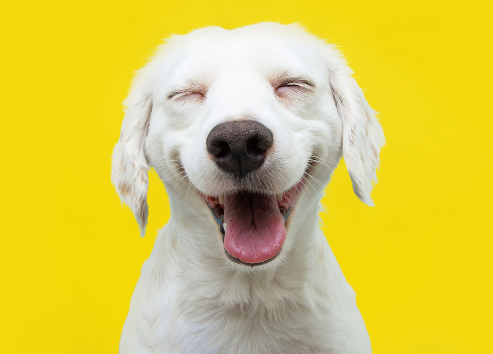 White Dog Smiling on Yellow Background